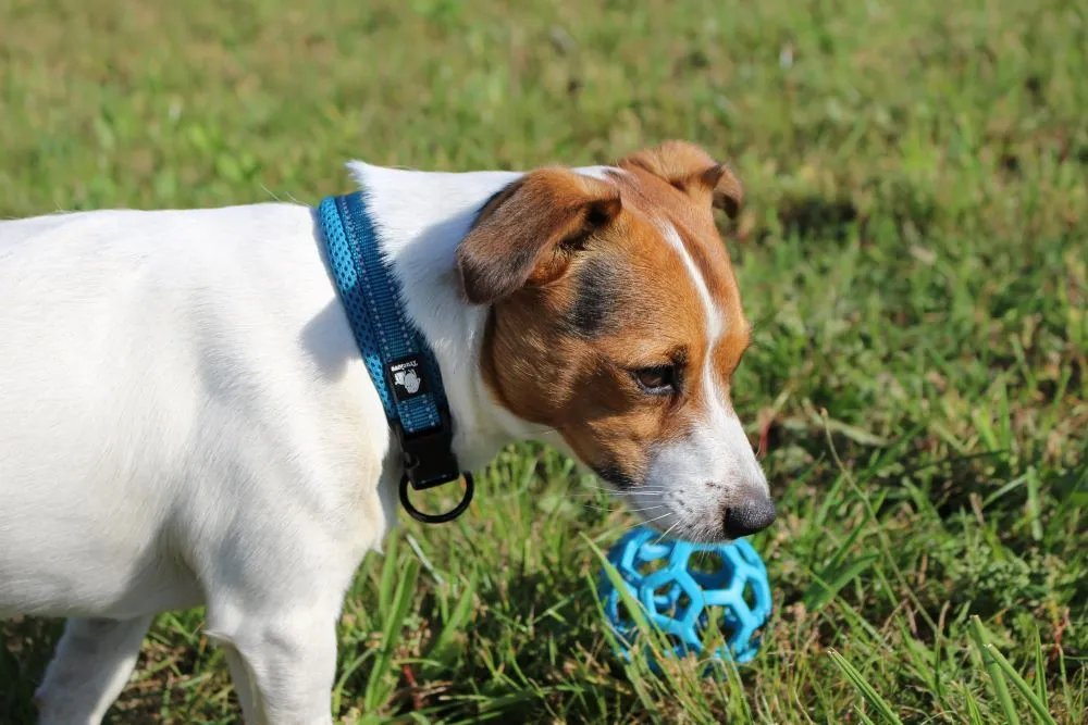 rozmiar obroży dla psa